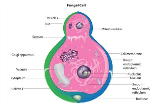 ./fungal-cell.jpg