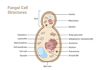 ./fungal-cell_high-res.png