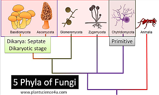 ./fungi-5-phyla.png