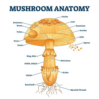 ./mushroom-anatomy.jpg