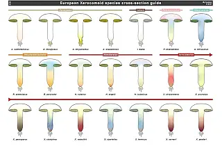 ./xerocomoid-spp_cross-section-guide.webp
